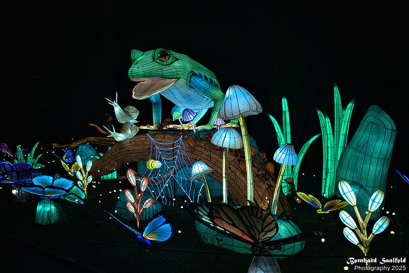 Bernhard Saalfeld - ChinaLightKoelnerZoo2025 (7v9)